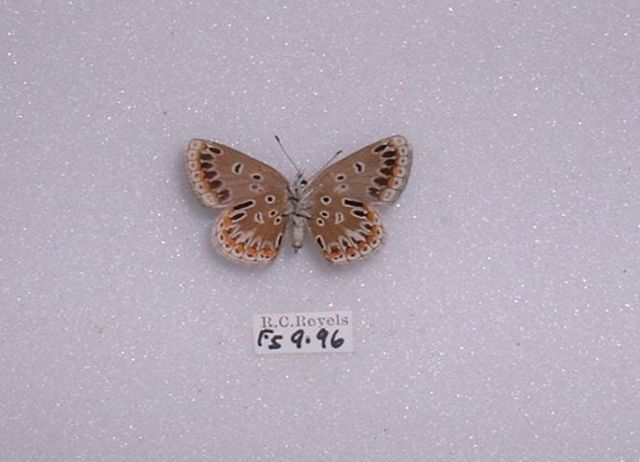 Polyommatus icarus (common blue aberration female verso) (Internet Image property of respective owner, non-commercial use only)